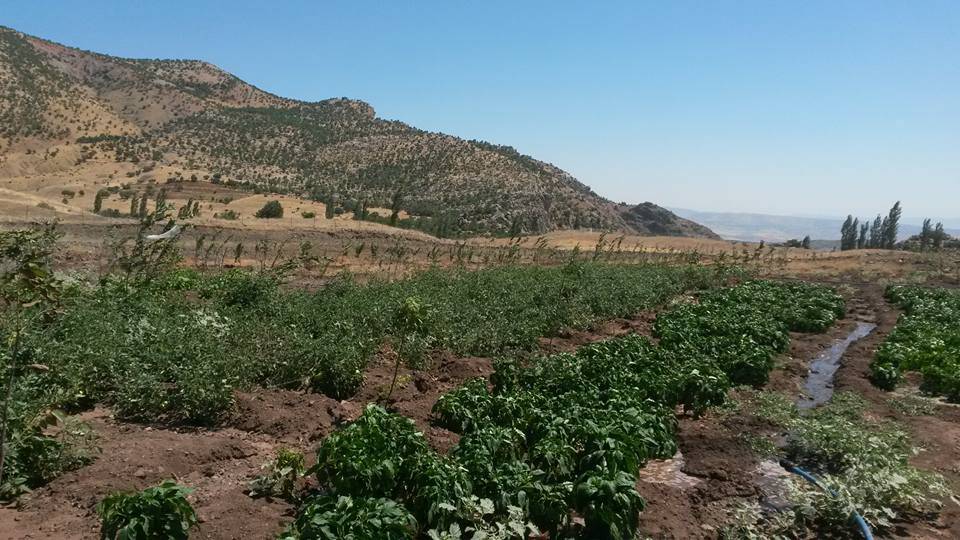 Baykan Narlıyurt Köyü Resimleri 11
