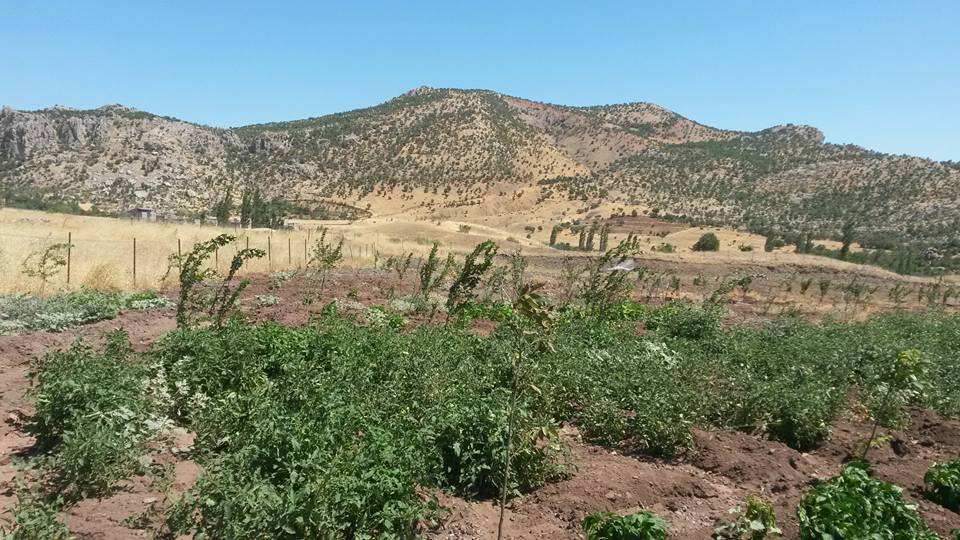 Baykan Narlıyurt Köyü Resimleri 5