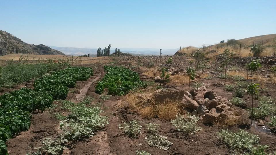 Baykan Narlıyurt Köyü Resimleri 6