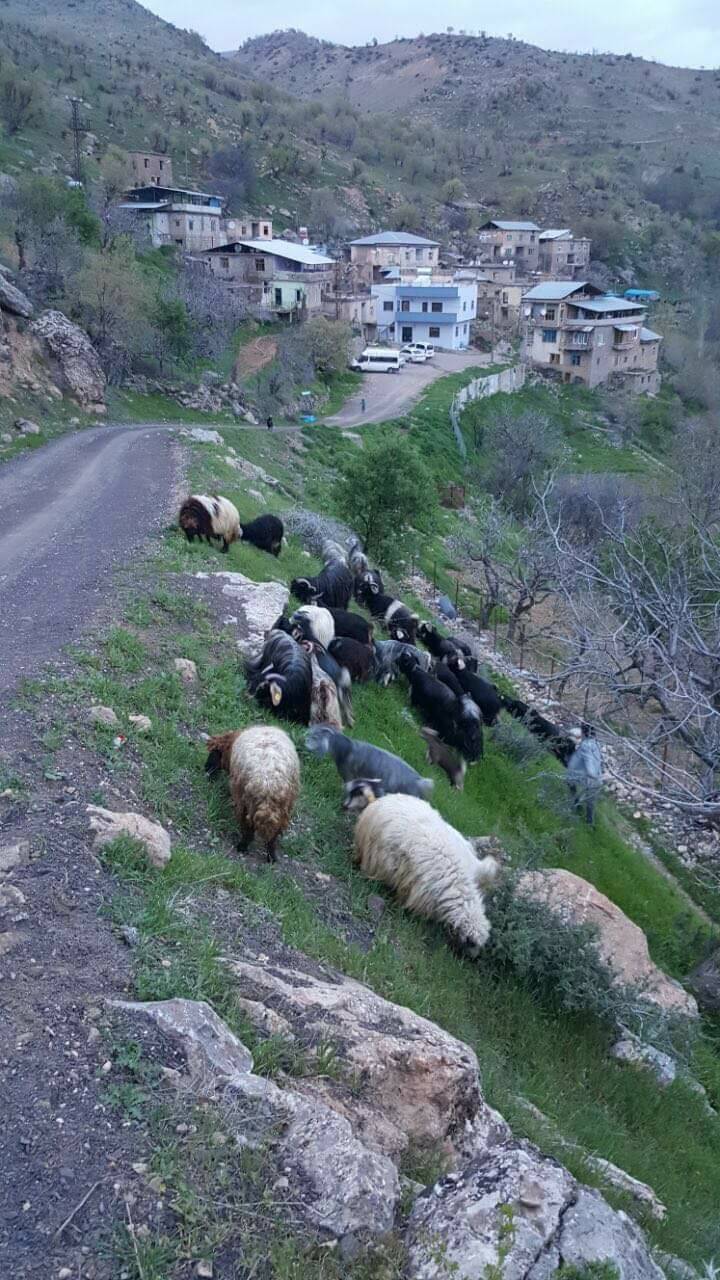 Baykan Narlıyurt Köyü Resimleri 9