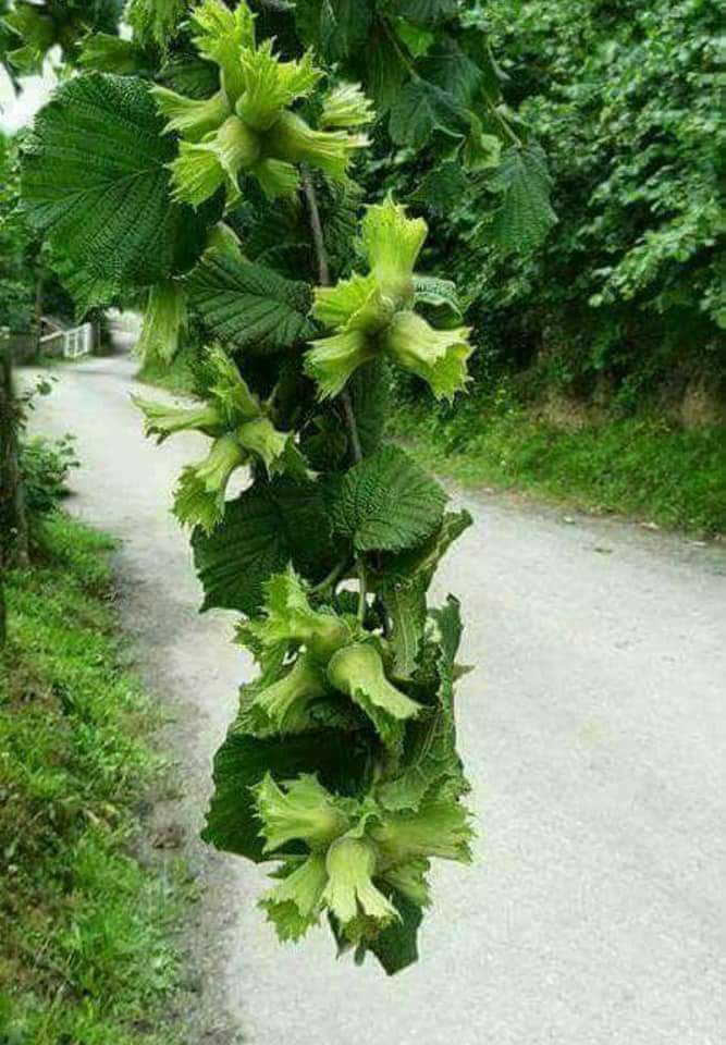 Karasu Karasu Köyü Resimleri 4