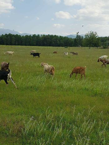 Karasu Karasu Köyü Resimleri 6