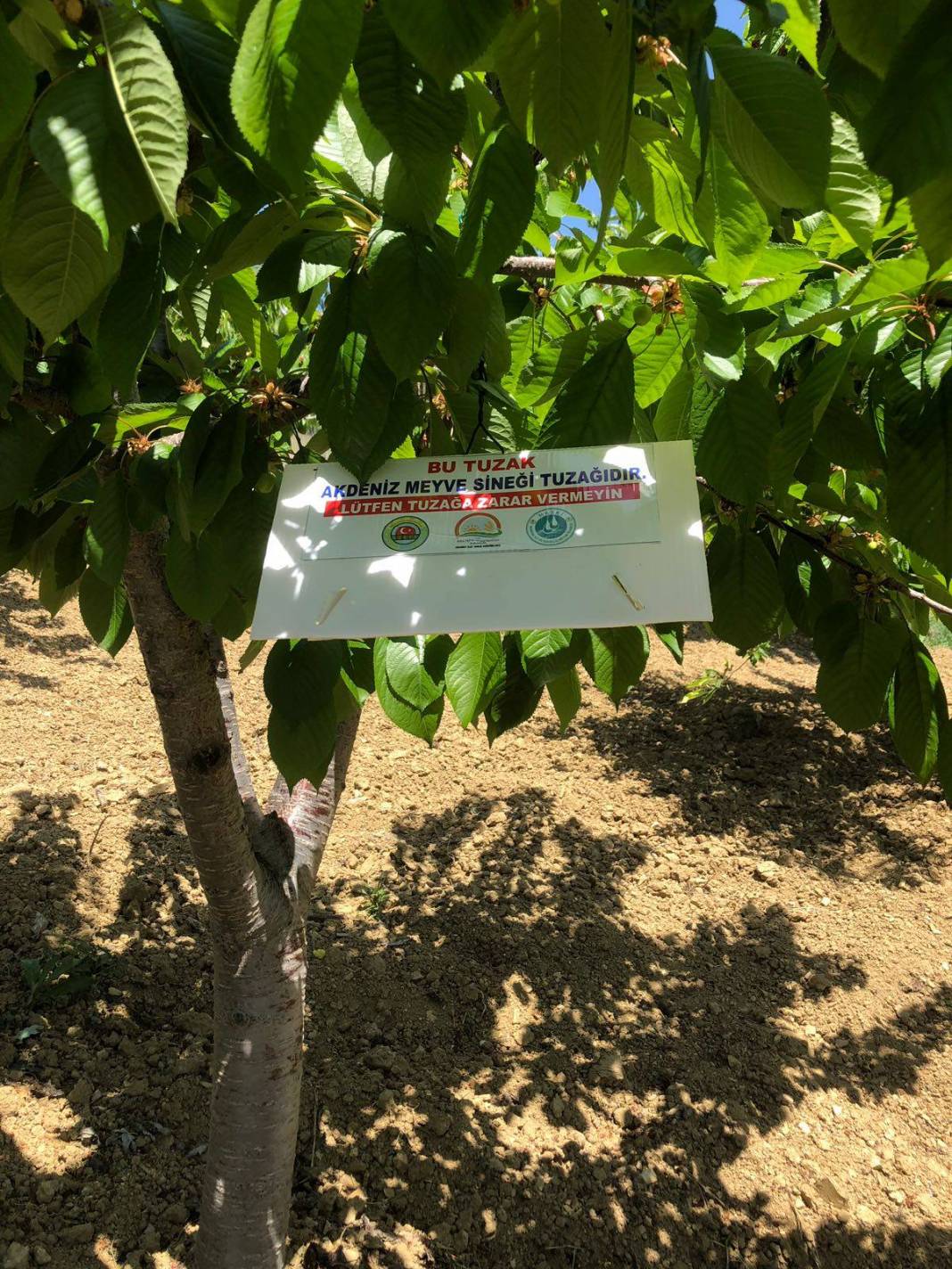 Akdeniz Mithatpaşa Köyü Resimleri 7