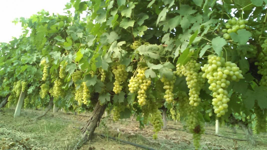 Akdeniz Nusratiye Köyü Resimleri 2