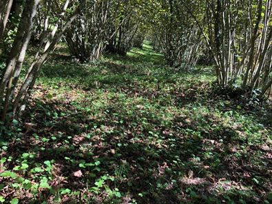 Karasu Kızılcık Köyü Resimleri 10