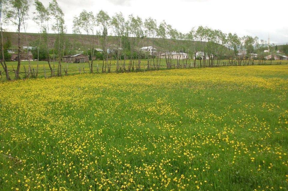 Sivas Armutlu Köyü Resimleri 2