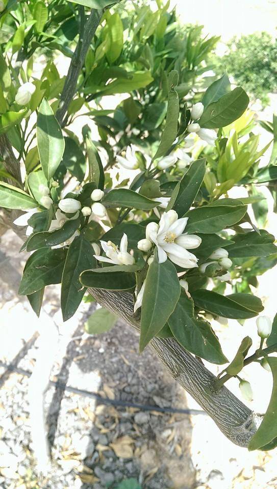 Akdeniz  Yeşilova Köyü Resimleri 4