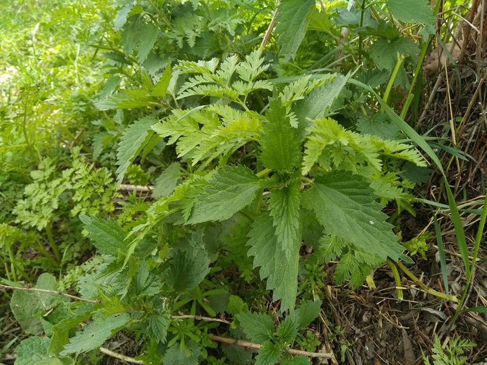 Sivas Başıbüyük Köyü Resimleri 8