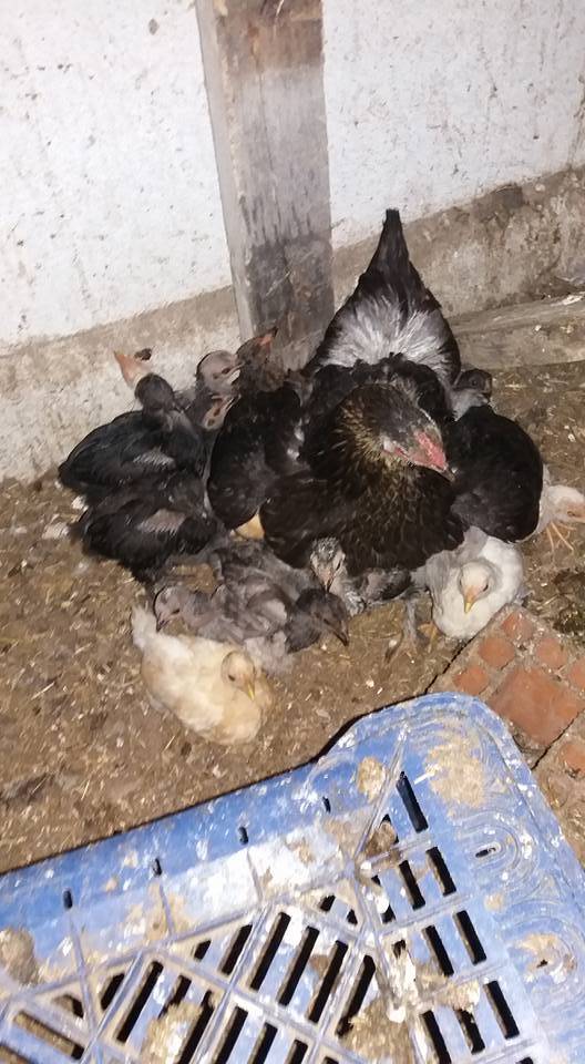 Sivas Başsöğüt Köyü Resimleri 6