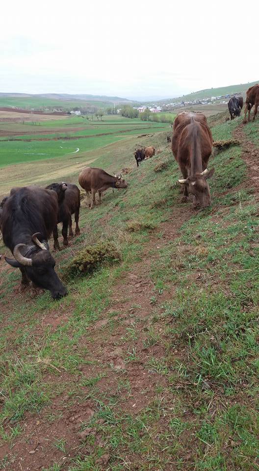 Sivas Başsöğüt Köyü Resimleri 7