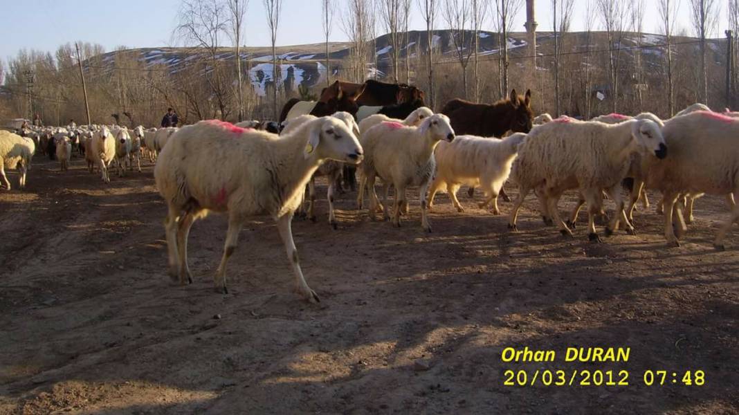 Sivas Bedirli Köyü Resimleri 3