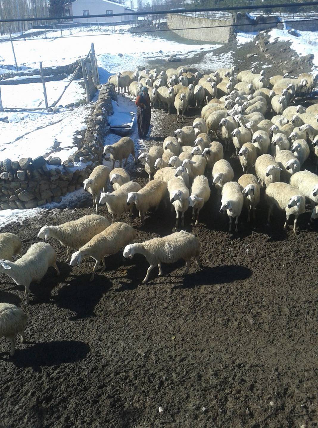 Sivas Çallı Köyü Resimleri 4