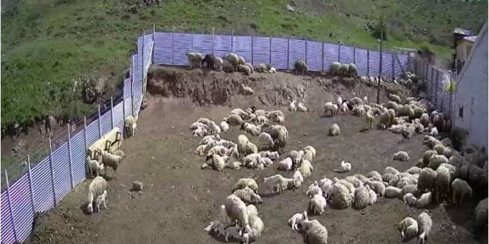 Sivas Çatalkaya Köyü Resimleri