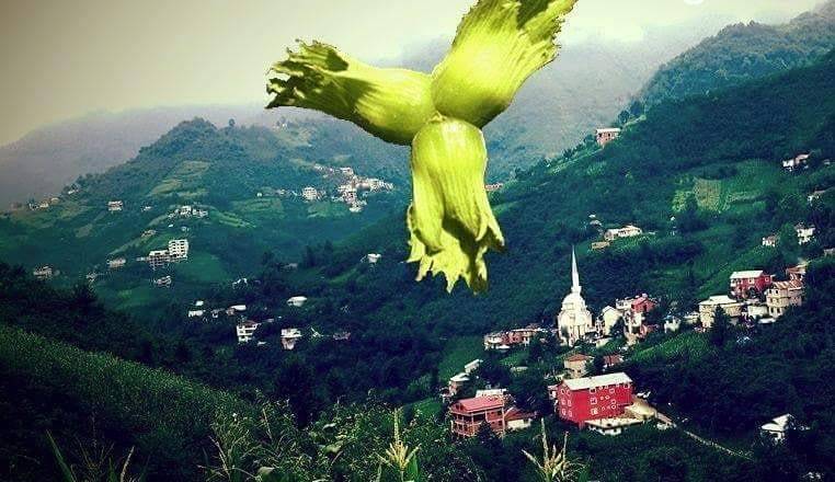 Doğankent Çatak Köyü Resimleri 1