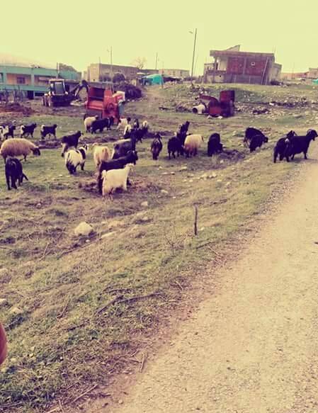 Eruh Çimencik Köyü Resimleri 3