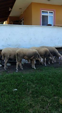 Karasu Taşlıgeçit Köyü Resimleri 2