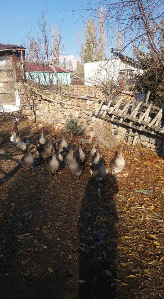 Sivas Çeltek Köyü Resimleri 7