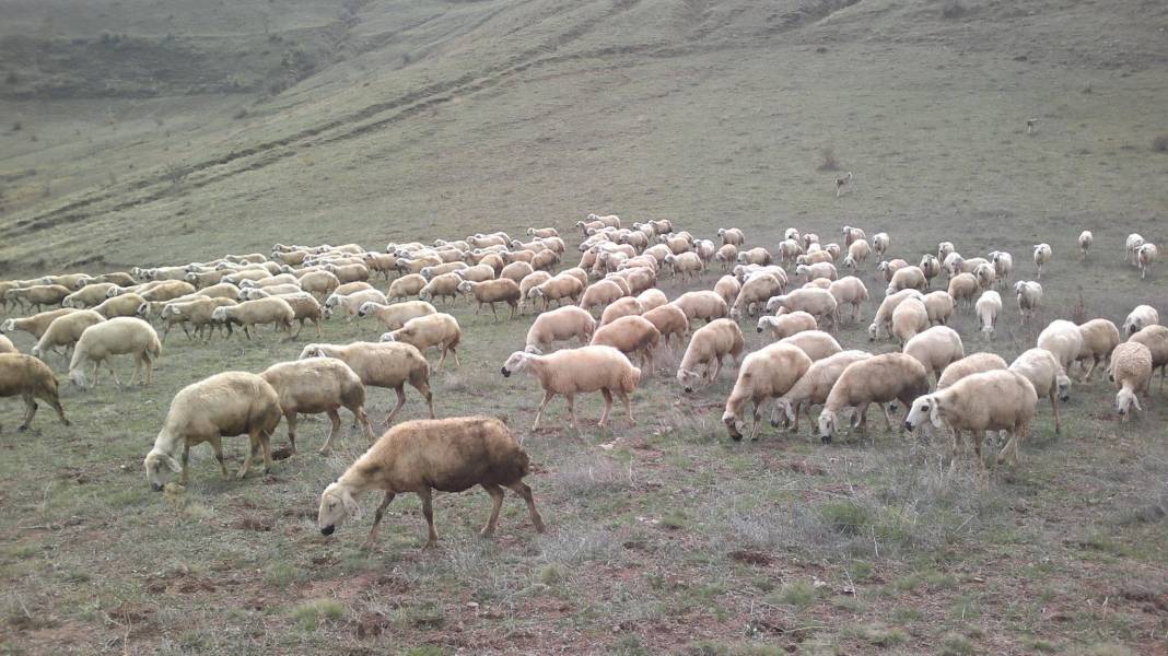 Sivas Çerçideresi Köyü Resimleri 1