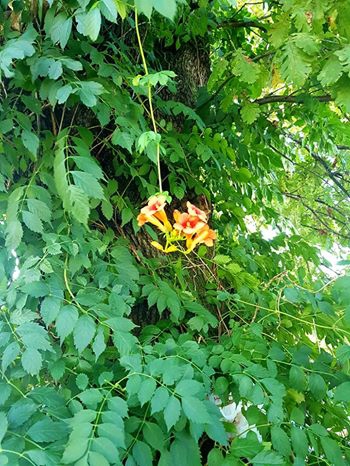 Karasu Kurumeşe Köyü Resimleri 4