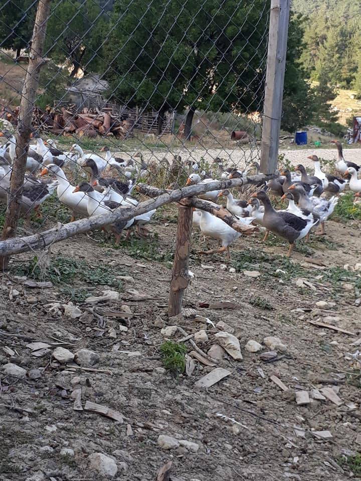 Mezitli Cumhuriyet Köyü Resimleri 7