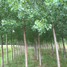 Karasu Tepetarla Köyü Resimleri 4