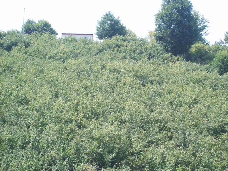 Karasu Limandere Köyü Resimleri 4