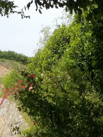 Karasu Limandere Köyü Resimleri 9