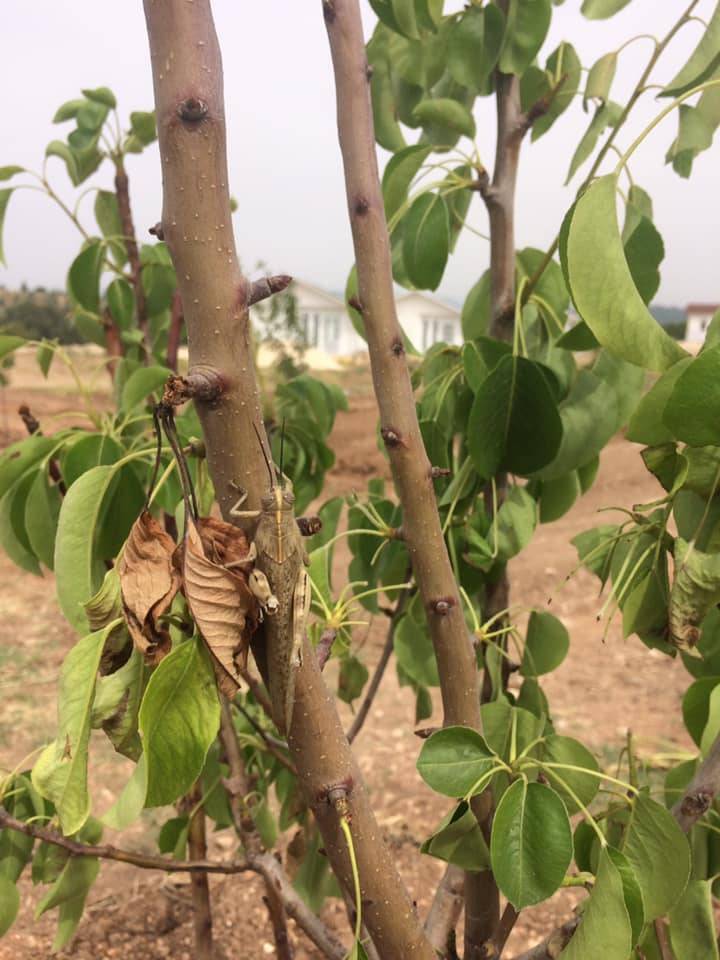 Mezitli Yeni Köyü Resimleri 3
