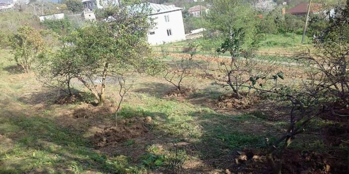 Toroslar Alanyalı Köyü Resimleri