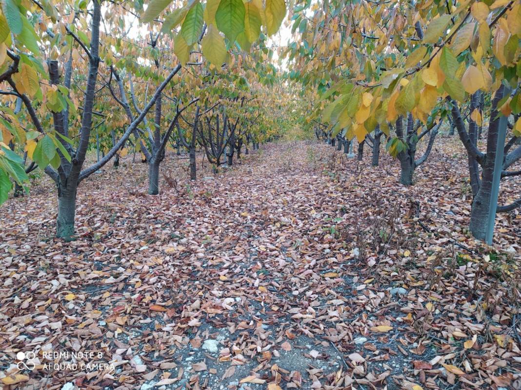 Toroslar Alsancak Köyü Resimleri 8