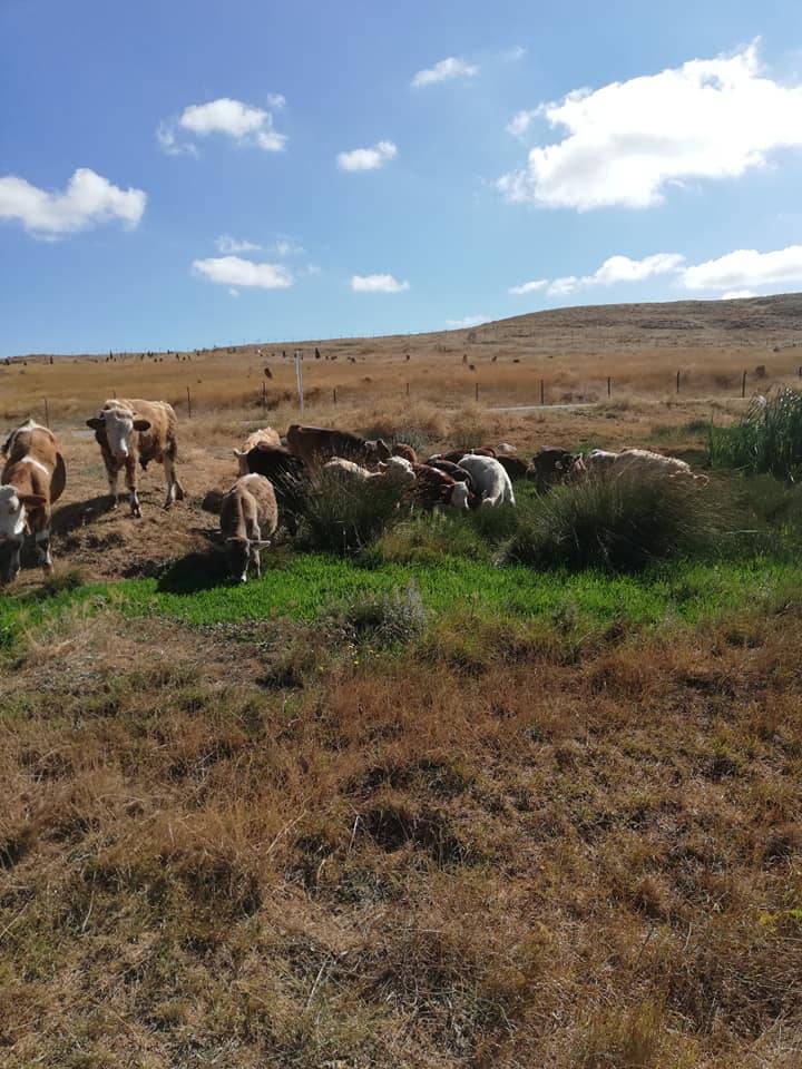 Sivas Eskiapardı Köyü Resimleri 2