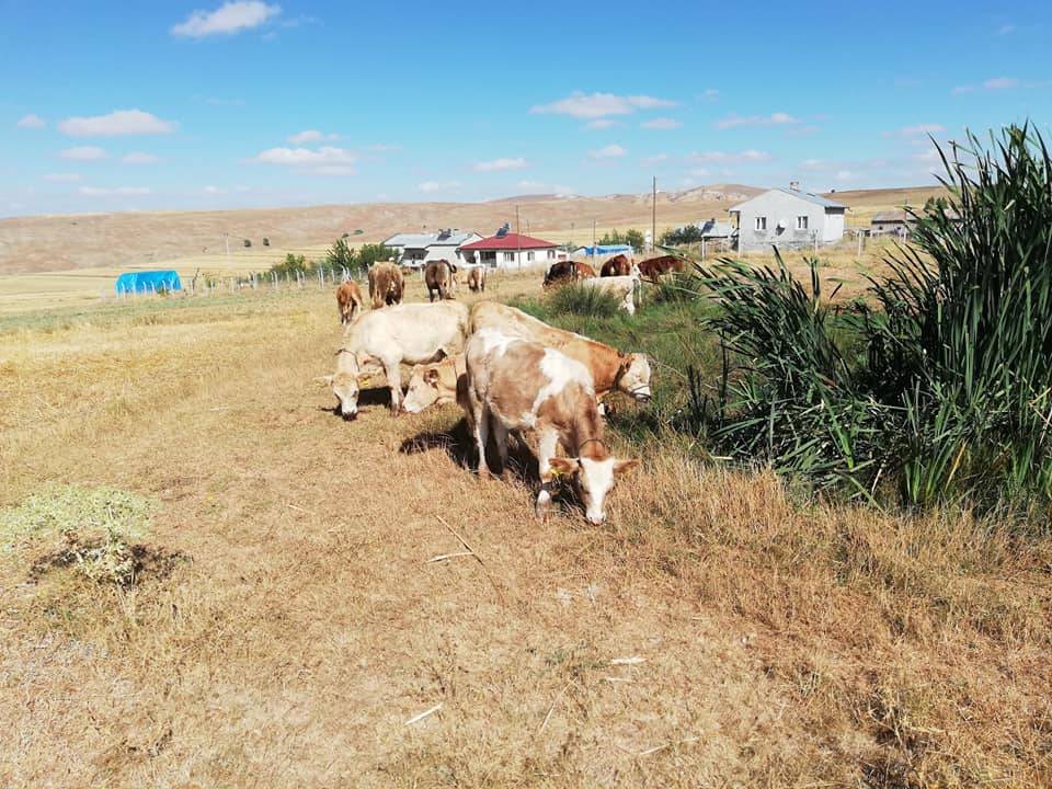 Sivas Eskiapardı Köyü Resimleri 3