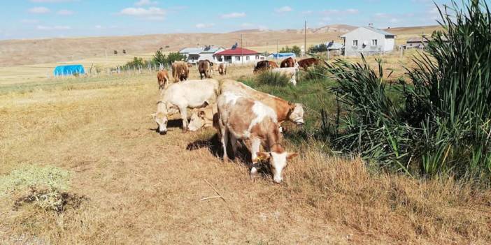 Sivas Eskiapardı Köyü Resimleri