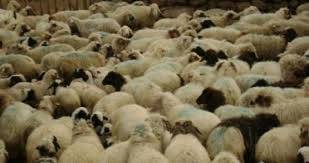 Eruh Ufaca Köyü Resimleri 1