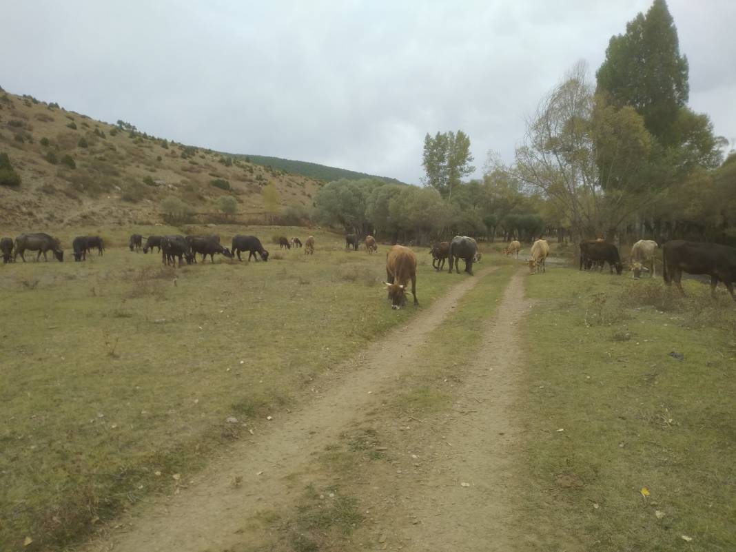 Sivas Gaziköy Köyü Resimleri 5