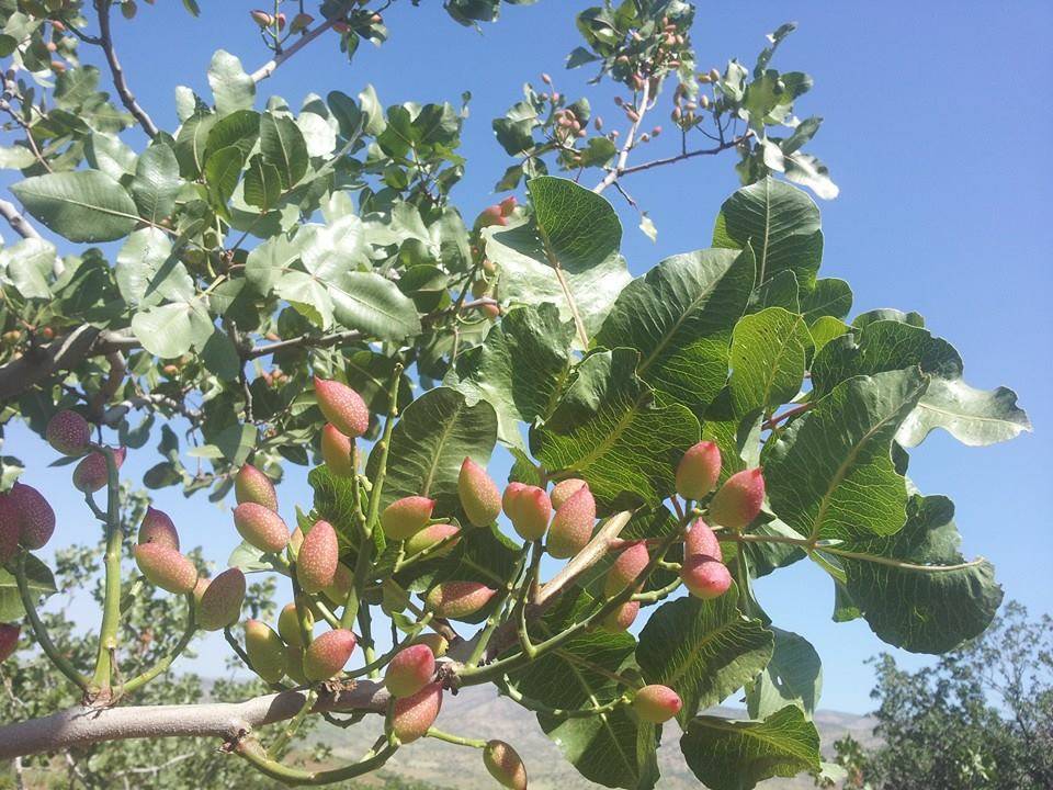 Eruh Yeşilören Köyü Resimleri 2