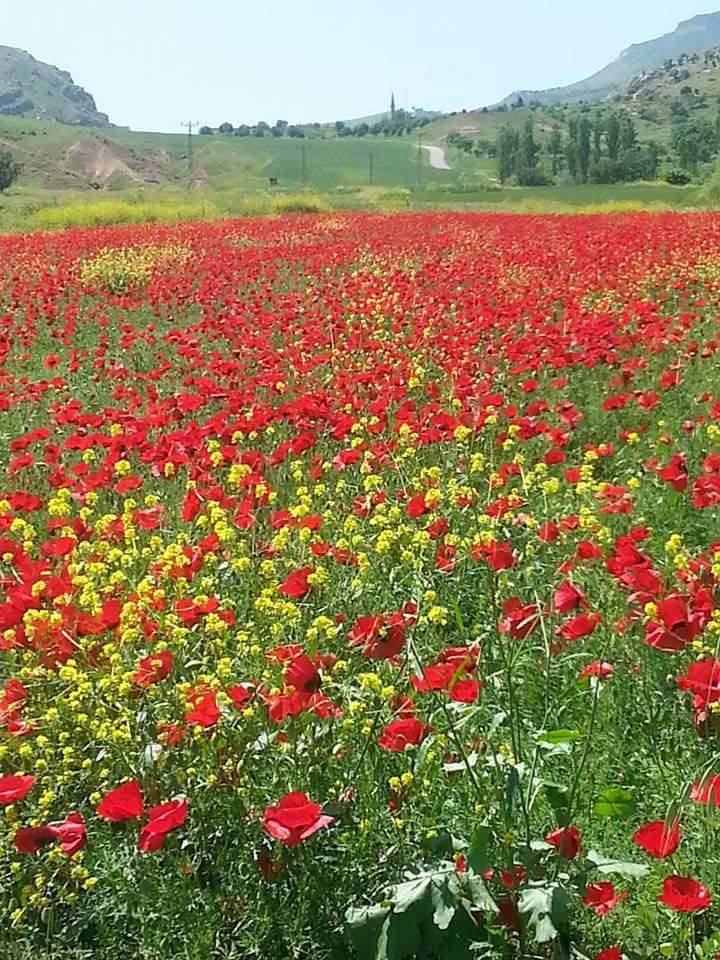 Kurtalan Ağaçlıpınar Köyü Resimleri 4
