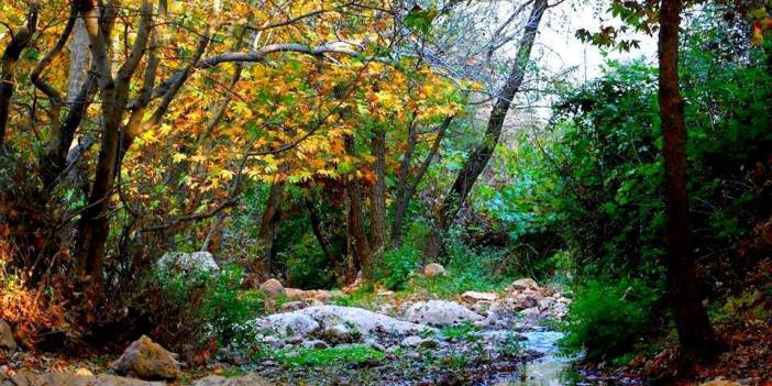 Kurtalan Ağaçlıpınar Köyü Resimleri