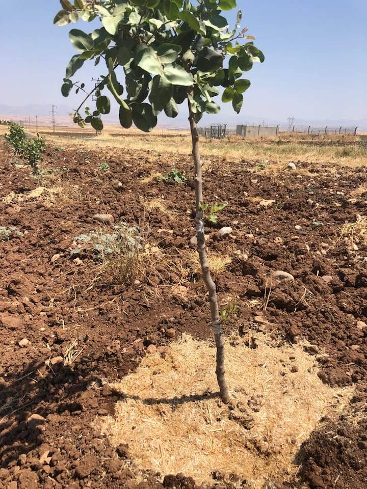 Kurtalan Avcılar Köyü Resimleri 10