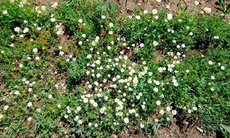 Kurtalan Aydemir Köyü Resimleri 1