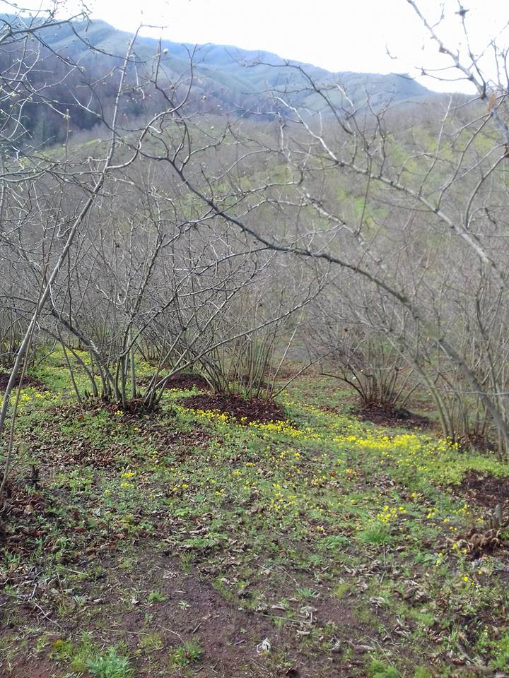 Karasu Yenidoğan Köyü Resimleri 12