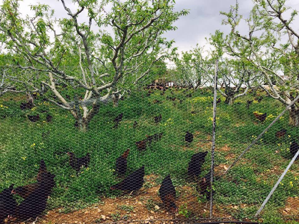 Toroslar Çamlıdere Köyü Resimleri 5