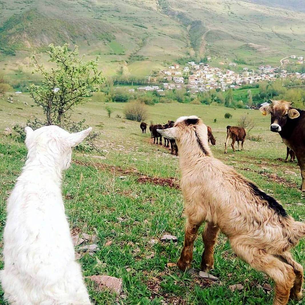Sivas Gülpınar Köyü Resimleri 12