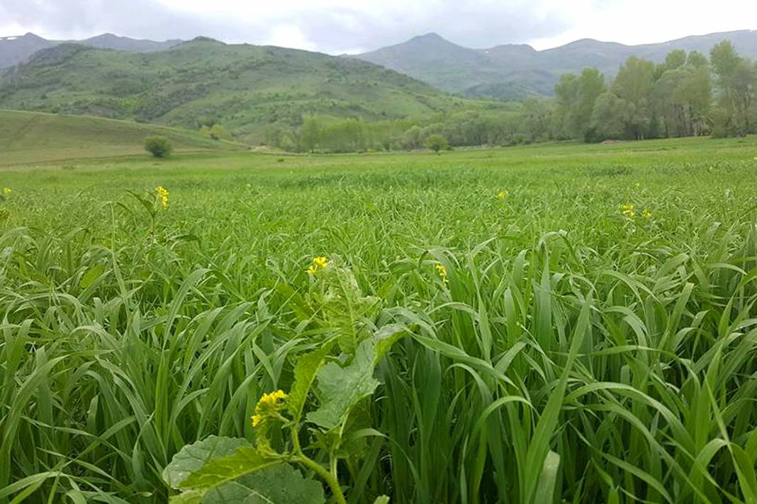 Sivas Gülpınar Köyü Resimleri 15