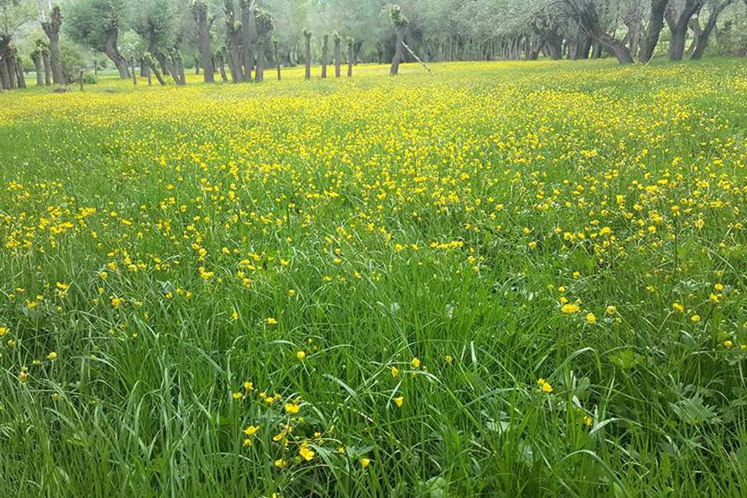 Sivas Gülpınar Köyü Resimleri 18