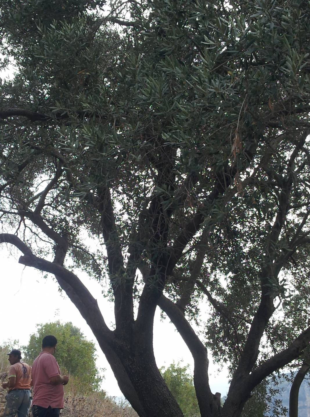 Toroslar Güzelyayla Köyü Resimleri 5