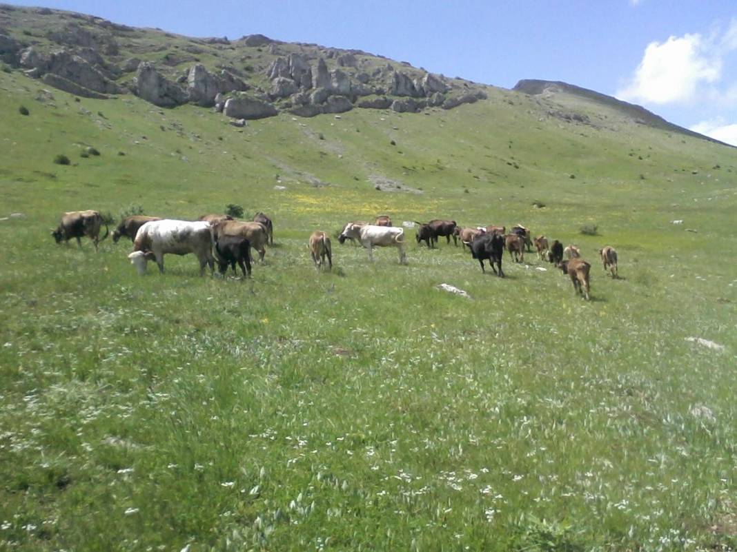 Sivas Günece Köyü Resimleri 4