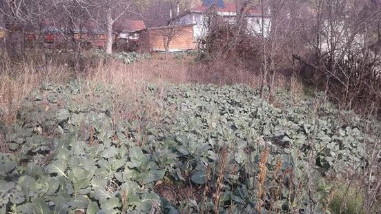 Taraklı Alballar Köyü Resimleri 5