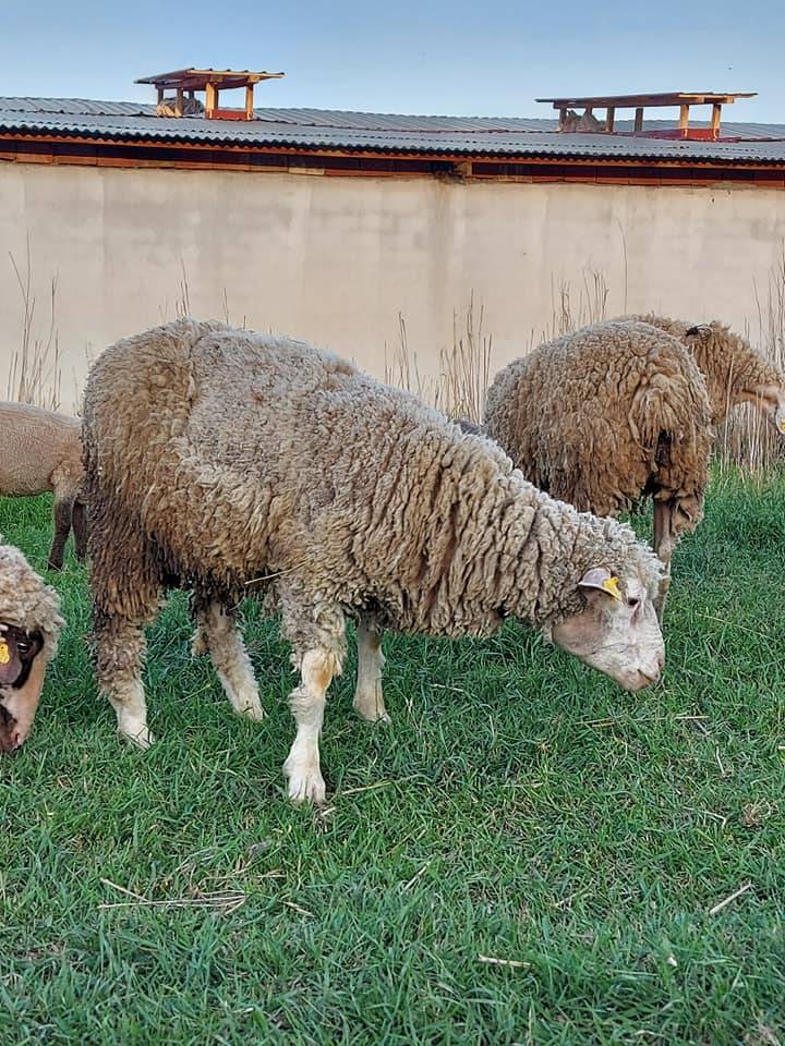 Sivas Güney Köyü Resimleri 3
