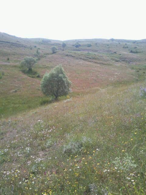 Sivas Hayranlı Köyü Resimleri 4